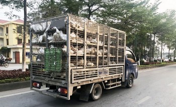 Ngăn chặn tình trạng vận chuyển trái phép gia cầm từ biên giới về Hà Nội