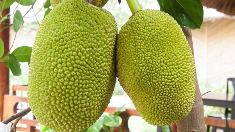 Giá nông sản hôm nay ngày 24/7/2024: Giá nông sản hôm nay ngày 24/7/2024: