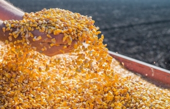 Ngô là mặt hàng nông sản duy nhất đóng cửa trong sắc xanh