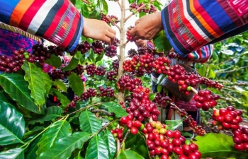 Giá cà phê mới nhất ngày 13/10/2023: Thị trường trong nước giảm 400-500 đồng/kg