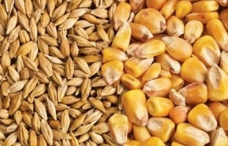 Giá ngô và giá lúa mì thế giới bật tăng