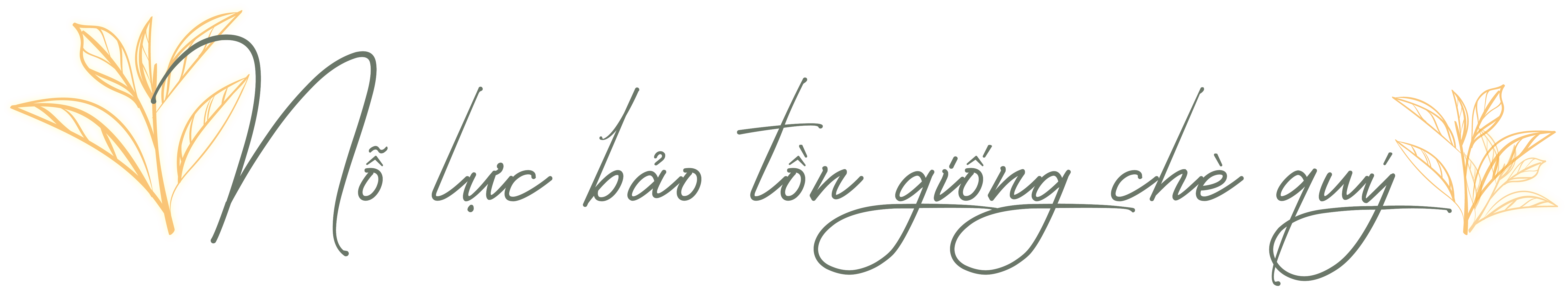 Viết tiếp câu chuyện đẹp cho cây chè Shan tuyết Hà Giang