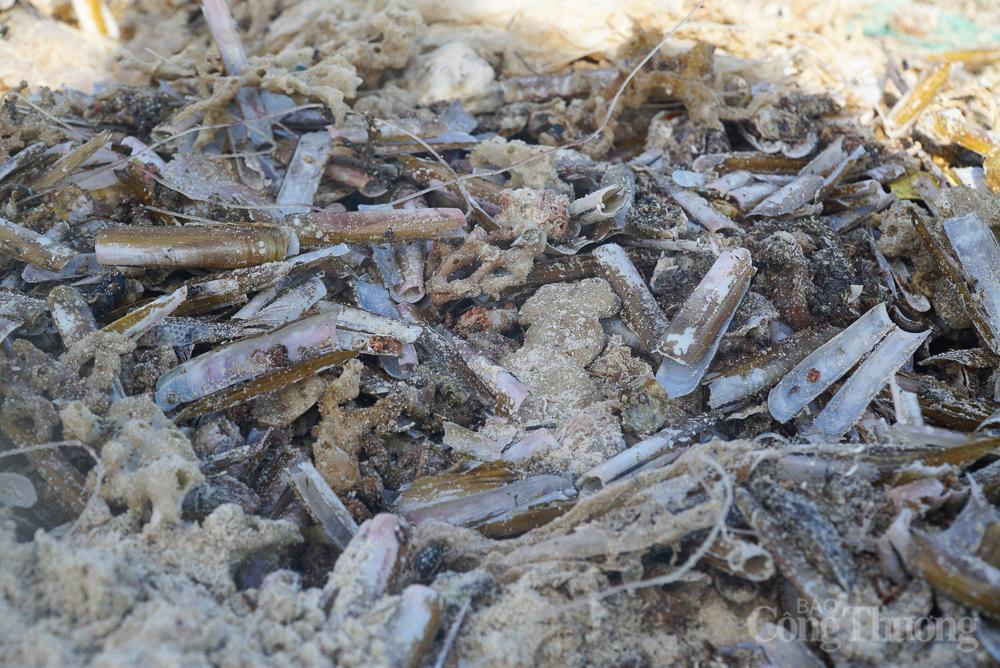 Rác thải 'tấn công' bờ biển Cam Ranh