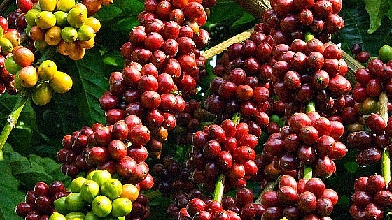 Ảnh minh họa Ảnh minh họa