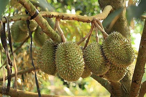 Đắk Lắk: Xây dựng nhãn hiệu “Sầu riêng Krông Búk” Đắk Lắk: Xây dựng nhãn hiệu “Sầu riêng Krông Búk”