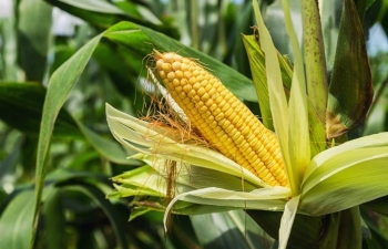 Giá lúa mì quay đầu suy yếu trước áp lực từ triển vọng nguồn cung