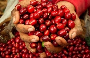 Giá cà phê Arabica quay đầu giảm sau 6 phiên liên tiếp