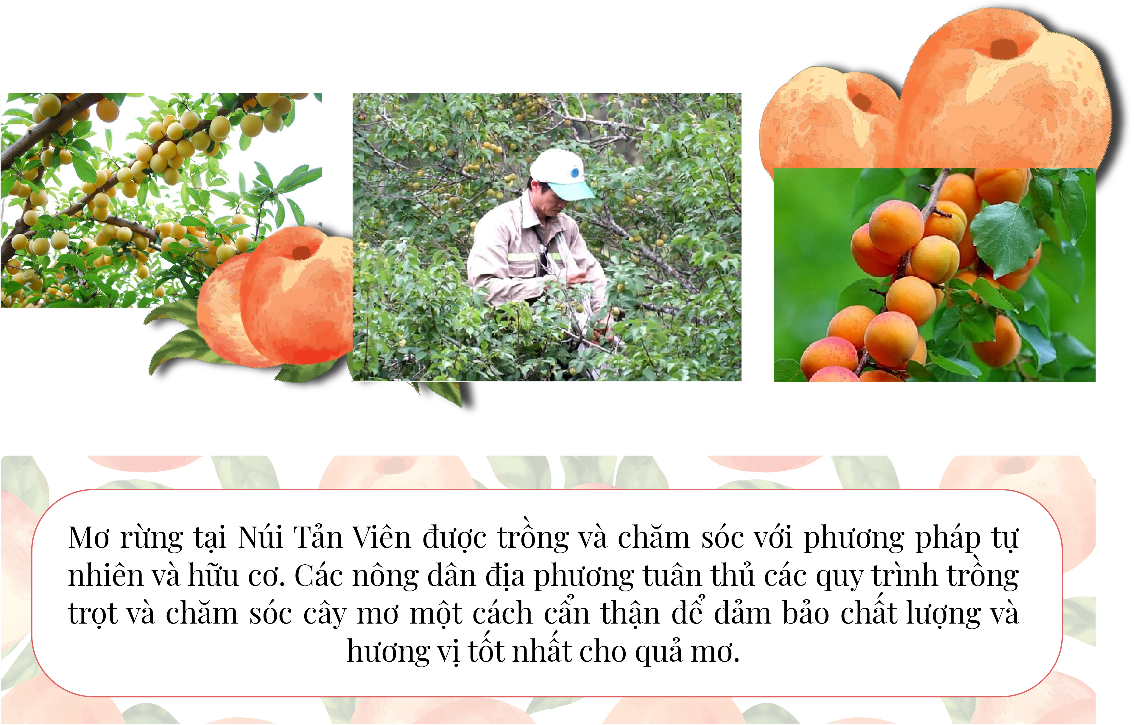 Longform | Những “Giọt lành” núi Tản Longform | Những “Giọt lành” núi Tản