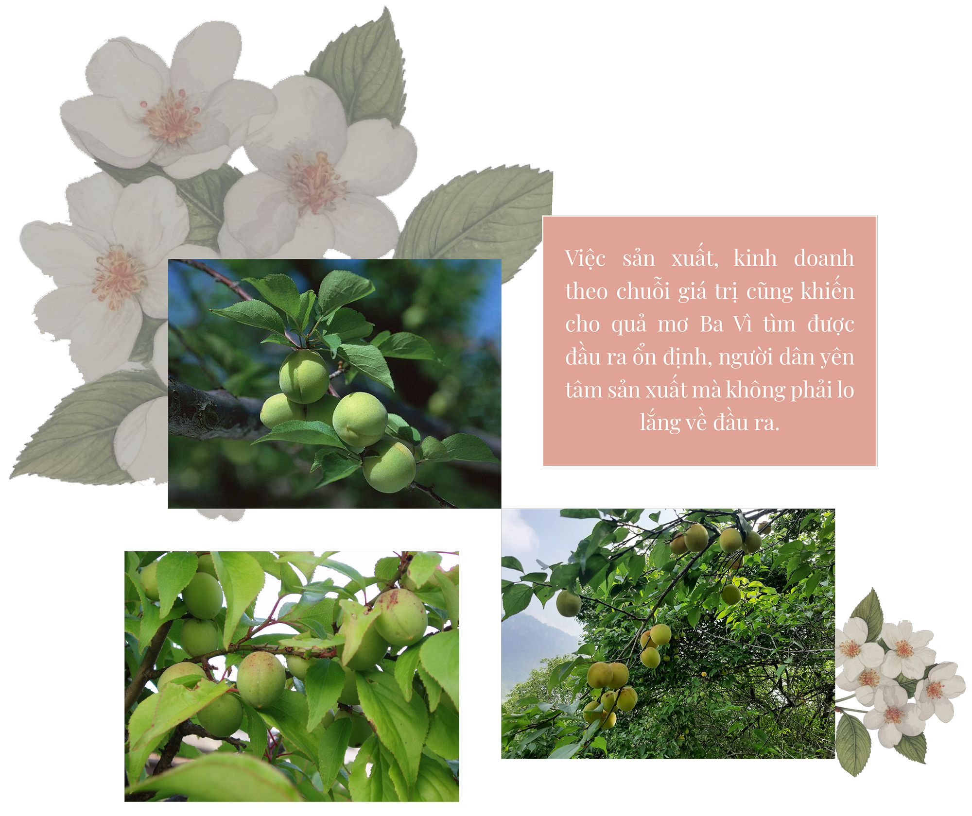 Longform | Những “Giọt lành” núi Tản Longform | Những “Giọt lành” núi Tản