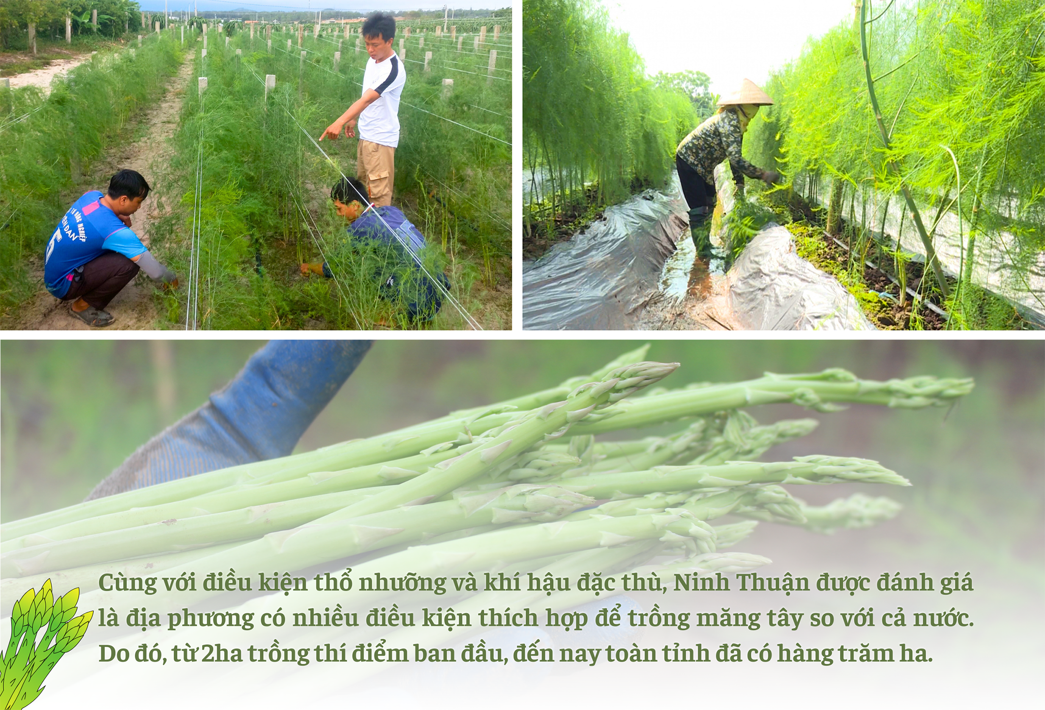 Longform | Đồng bào Chăm Ninh Thuận: Làm giàu từ cây măng tây xanh giữa vùng cát trắng Longform | Đồng bào Chăm Ninh Thuận: Làm giàu từ cây măng tây xanh giữa vùng cát trắng