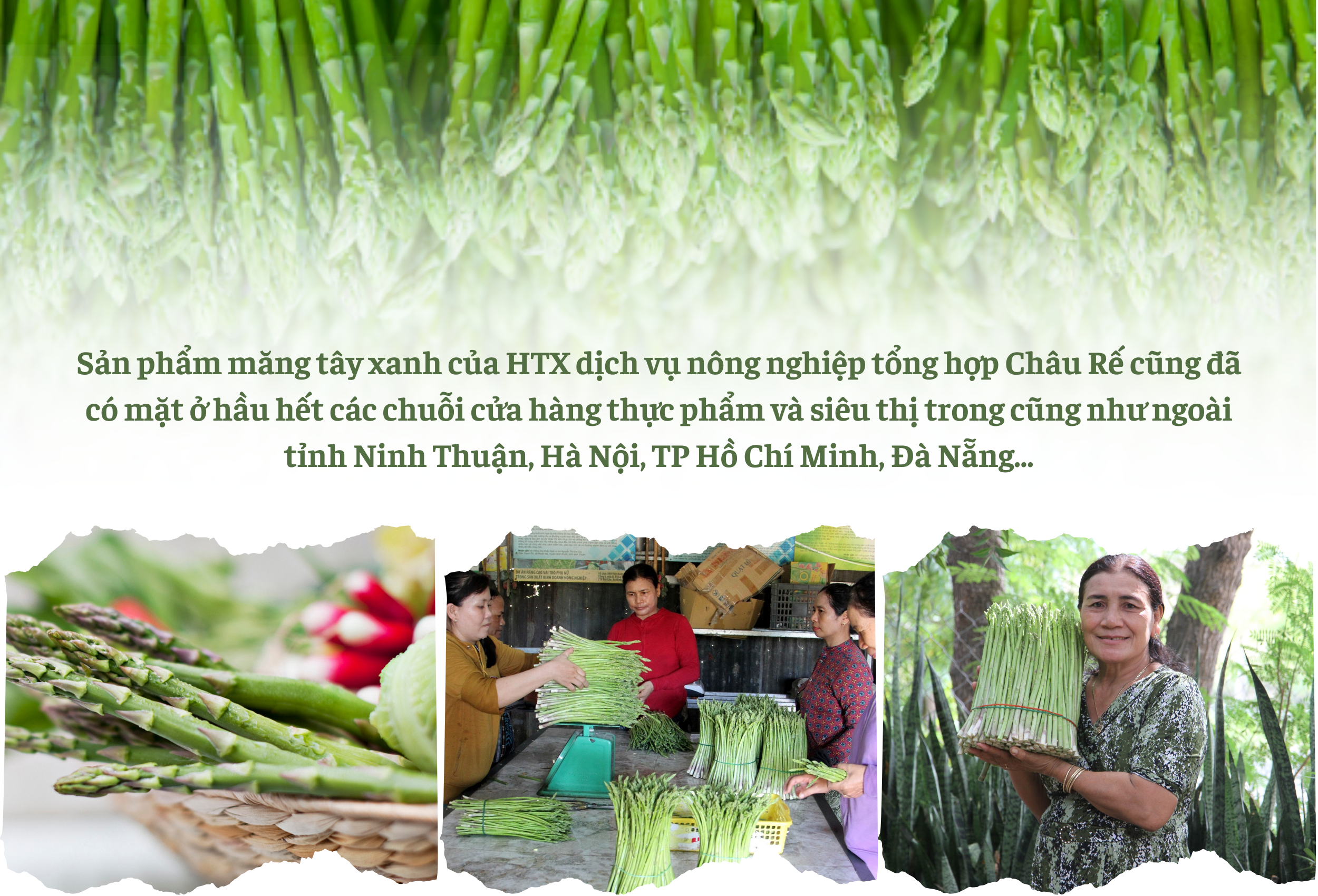 Longform | Đồng bào Chăm Ninh Thuận: Làm giàu từ cây măng tây xanh giữa vùng cát trắng Longform | Đồng bào Chăm Ninh Thuận: Làm giàu từ cây măng tây xanh giữa vùng cát trắng