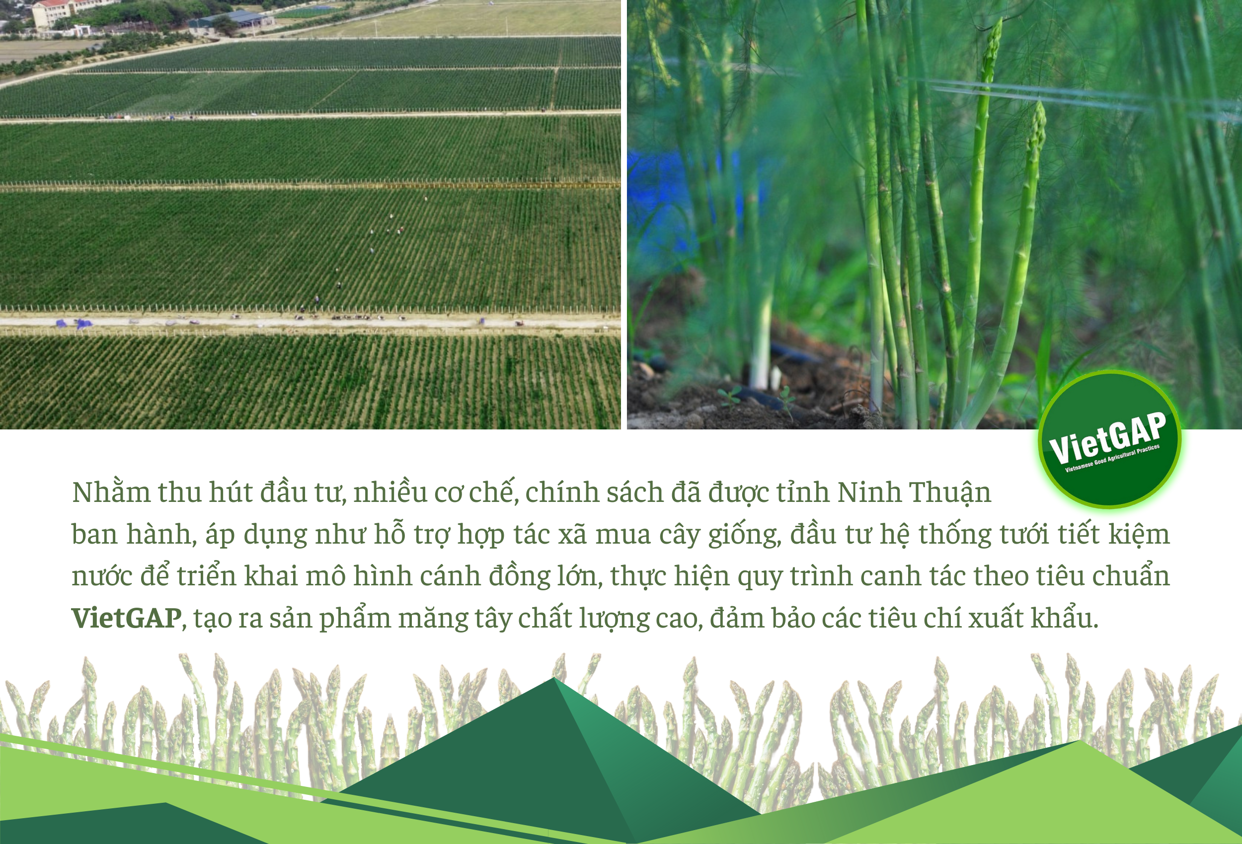 Longform | Đồng bào Chăm Ninh Thuận: Làm giàu từ cây măng tây xanh giữa vùng cát trắng Longform | Đồng bào Chăm Ninh Thuận: Làm giàu từ cây măng tây xanh giữa vùng cát trắng