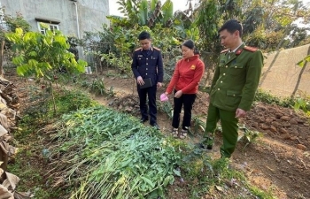 Hải Phòng: Phát hiện 190 cây cần sa trồng trái phép tại đầm nuôi tôm