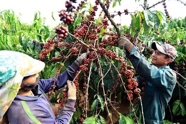 Tăng hiện diện, tạo uy tín để cà phê Việt Nam "tăng trưởng kép" trong chuỗi cung ứng Tăng hiện diện, tạo uy tín để cà phê Việt Nam "tăng trưởng kép" trong chuỗi cung ứng