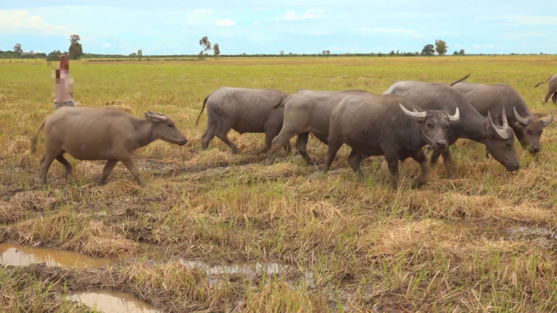 Bản tin Chống buôn lậu 21/10: Bắt đối tượng tàng trữ, mua bán động vật quý hiếm;
