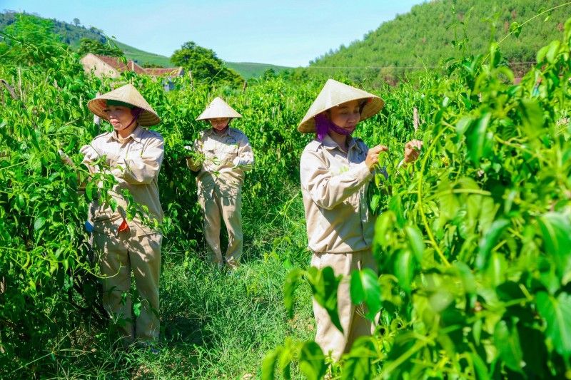 Hợp tác xã tham gia chuỗi giá trị có từ 70% tổng số lao động trở lên là người DTTS sẽ được hỗ trợ phát triển sản xuất (Ảnh: Đình Tuyên) Hợp tác xã tham gia chuỗi giá trị có từ 70% tổng số lao động trở lên là người DTTS sẽ được hỗ trợ phát triển sản xuất (Ảnh: Đình Tuyên)