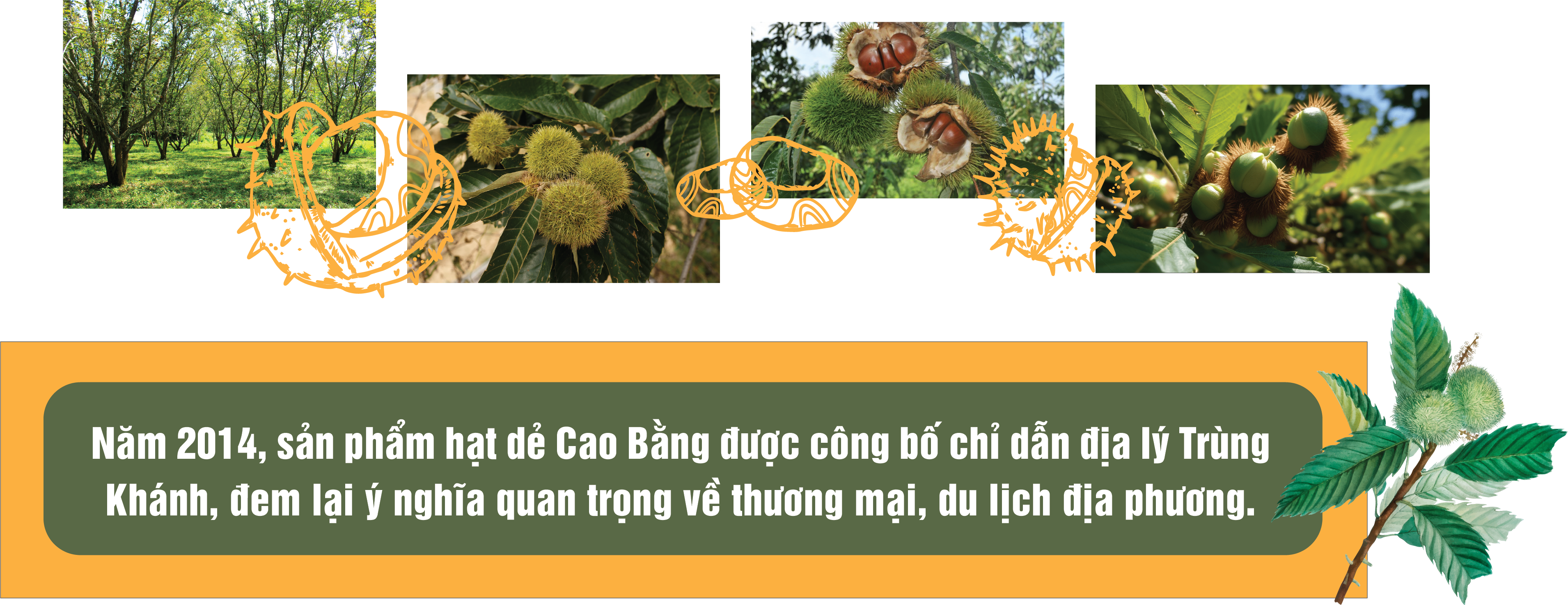 Longform | Thảo thơm sản phẩm OCOP Cao Bằng Longform | Thảo thơm sản phẩm OCOP Cao Bằng