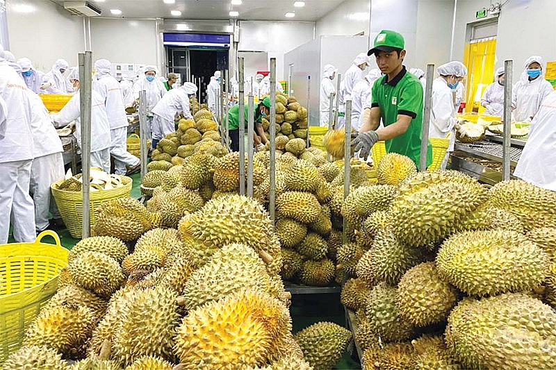 2 tháng đầu năm 2024, xuất khẩu sầu riêng đạt con số xấp xỉ cả năm 2022 2 tháng đầu năm 2024, xuất khẩu sầu riêng đạt con số xấp xỉ cả năm 2022