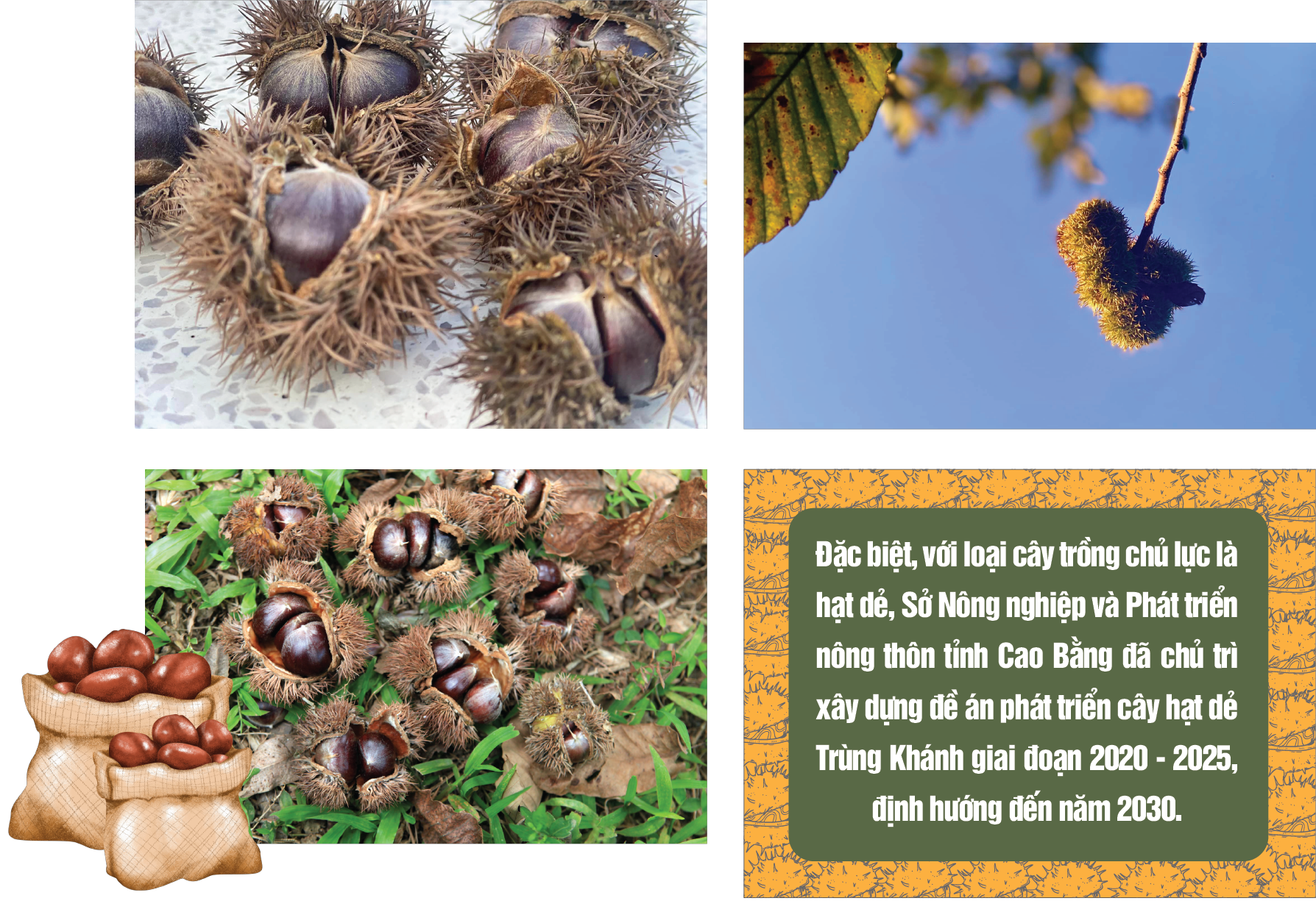 Longform | Thảo thơm sản phẩm OCOP Cao Bằng Longform | Thảo thơm sản phẩm OCOP Cao Bằng