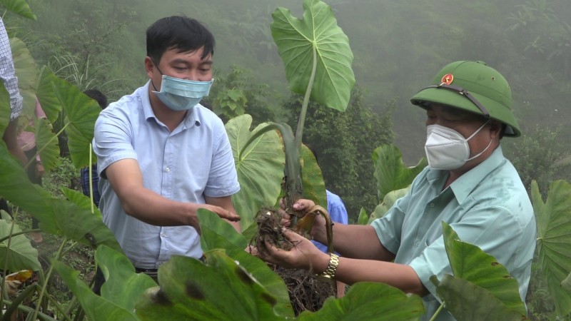 Ở Trạm Tấu, khoai sọ là cây lương thực đặc sản đứng sau lúa và ngô (Ảnh: Ngọc Huyền)