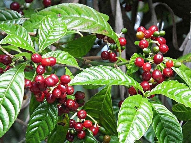 Ảnh minh họa Ảnh minh họa