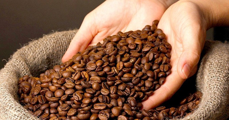 Giá cà phê trong nước tăng mạnh. Ảnh minh họa Giá cà phê trong nước tăng mạnh. Ảnh minh họa