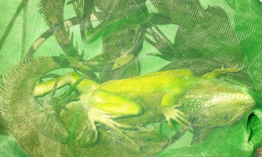 Tang vật thu giữ. Ảnh: Minh Thanh Tang vật thu giữ. Ảnh: Minh Thanh