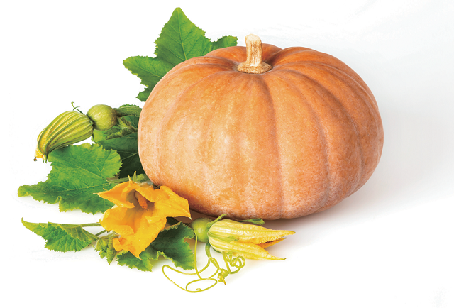 Bên cạnh hương vị thơm ngon, bí đỏ còn bổ dưỡng và mang đến nhiều lợi ích cho sức khỏe. Ảnh minh họa Bên cạnh hương vị thơm ngon, bí đỏ còn bổ dưỡng và mang đến nhiều lợi ích cho sức khỏe. Ảnh minh họa