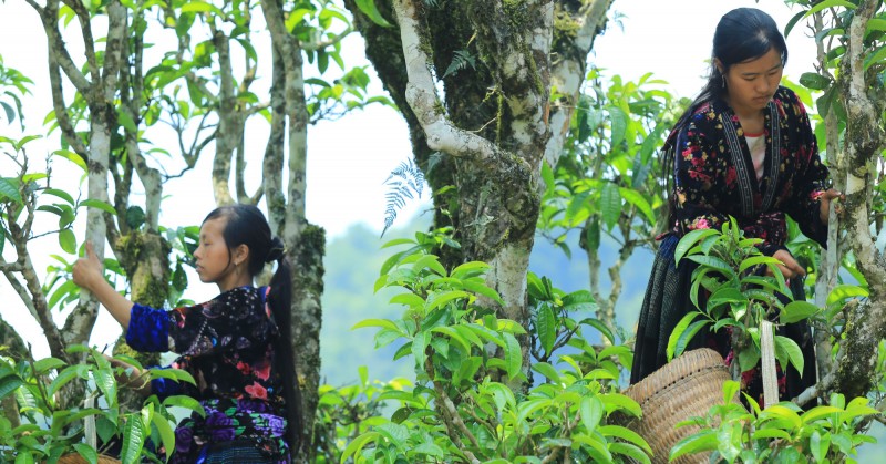 Đồng bào dân tộc Mông thu hoạch chè Shan tuyết (Ảnh: Nguyễn Tuyết) Đồng bào dân tộc Mông thu hoạch chè Shan tuyết (Ảnh: Nguyễn Tuyết)