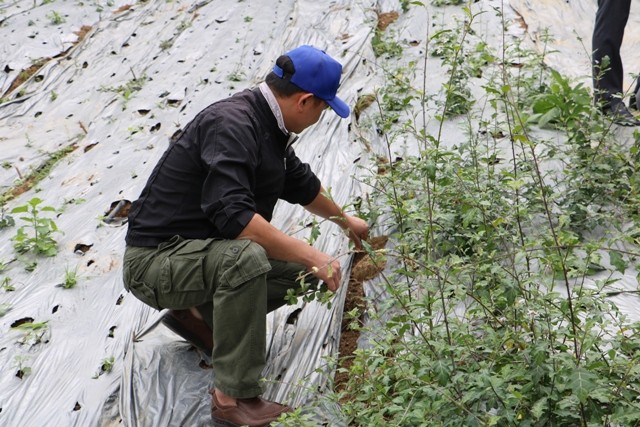 Vận động bà con chuyển đổi cơ cấu cây trồng (Ảnh: Trần Ngọc) Vận động bà con chuyển đổi cơ cấu cây trồng (Ảnh: Trần Ngọc)