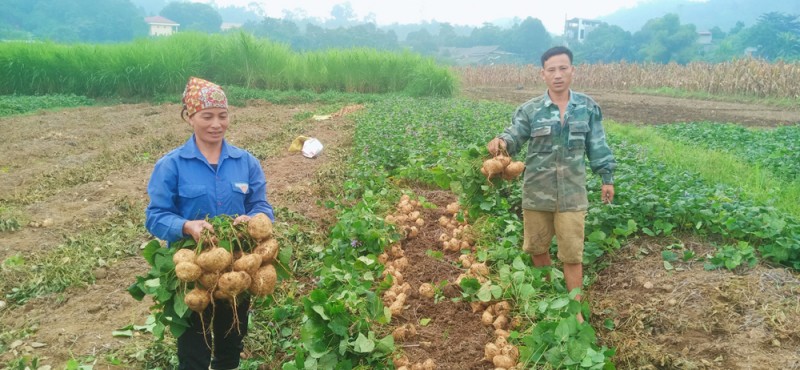 Nông dân Thái Niên thu lãi từ 5 - 6 triệu đồng /1 sào củ đậu