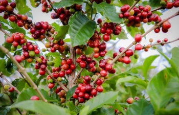 Giá cà phê mới nhất ngày 29/10/2023: Thị trường trong nước tiếp tục giảm 500 đồng/kg