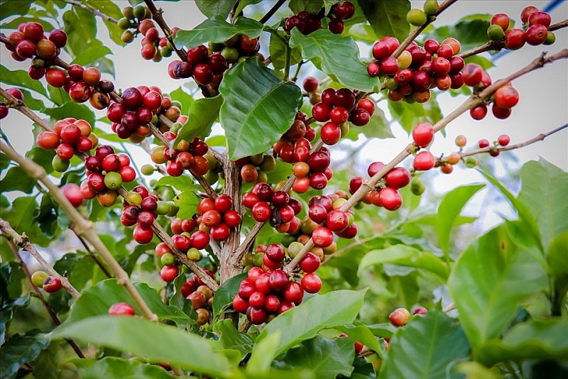 Thị trường trong nước tiếp tục giảm 500 đồng/kg. Ảnh minh họa Thị trường trong nước tiếp tục giảm 500 đồng/kg. Ảnh minh họa