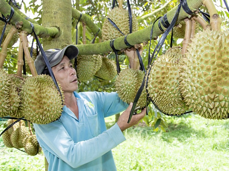 Sầu riêng Sầu riêng
