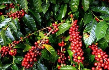 Giá cà phê mới nhất ngày 1/11/2023: Thị trường trong nước giảm 1.000 đồng/kg