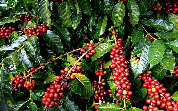 Giá cà phê trong nước giảm nhẹ và ổn định Giá cà phê trong nước giảm nhẹ và ổn định