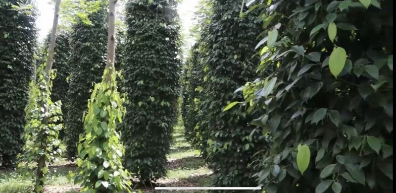 Đồng Nai đưa giải pháp phát triển mô hình sản xuất GAP nâng cao giá trị nông sản Đồng Nai đưa giải pháp phát triển mô hình sản xuất GAP nâng cao giá trị nông sản