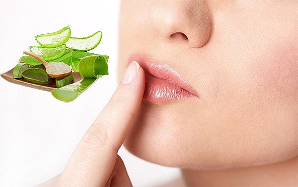 Nha đam được xem là thực phẩm cấp nước rất nhanh và hiệu quả. Ảnh minh họa Nha đam được xem là thực phẩm cấp nước rất nhanh và hiệu quả. Ảnh minh họa