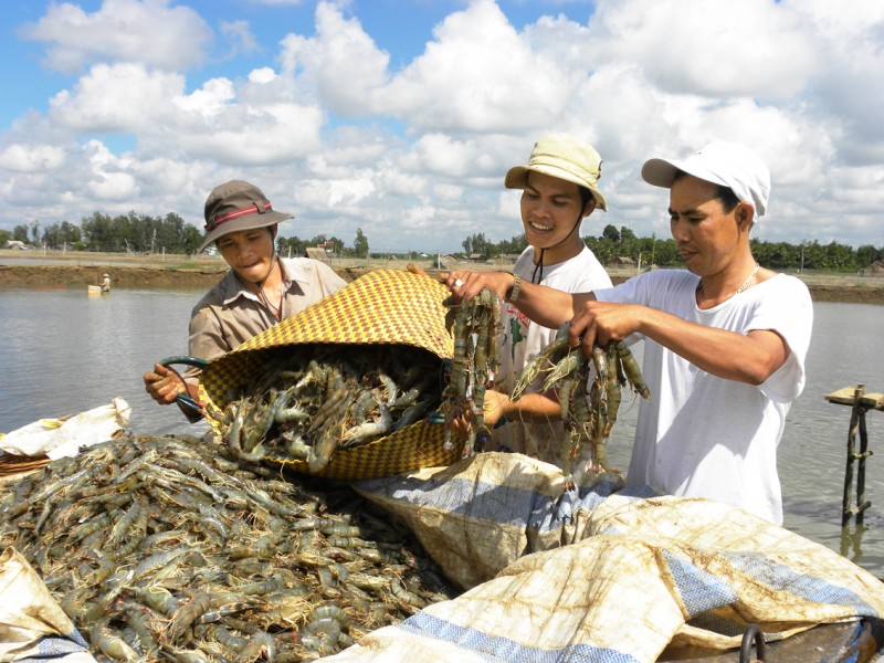 UKNgành tôm Việt Nam đã hưởng lợi từ UKVFTA đến đâu