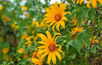 Cùng ngắm những cung đường hoa dã quỳ đẹp nhất Việt Nam