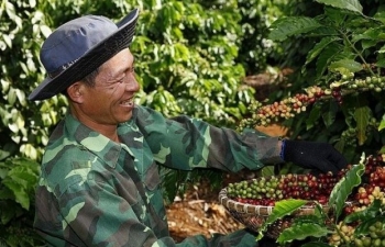 Giá cà phê mới nhất ngày 2/11/2023: Thị trường trong nước tăng 500 đồng/kg