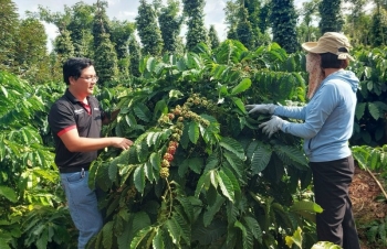Tăng chất cho cà phê để giữ giá xuất khẩu