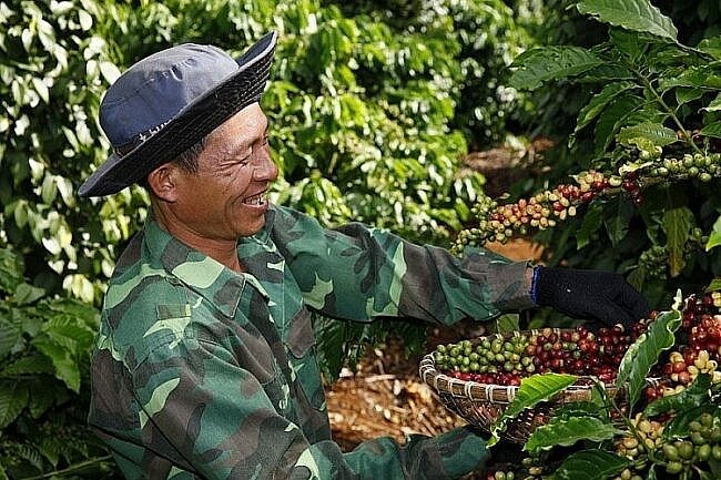 giá cà phê tăng nhẹ và ổn định. Ảnh minh họa giá cà phê tăng nhẹ và ổn định. Ảnh minh họa