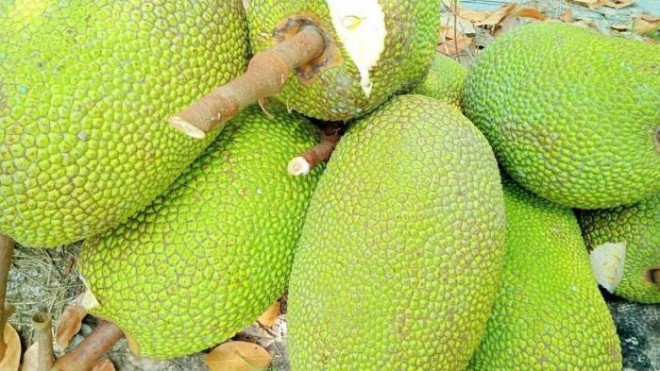 Mít Thái hôm nay Mít Thái hôm nay