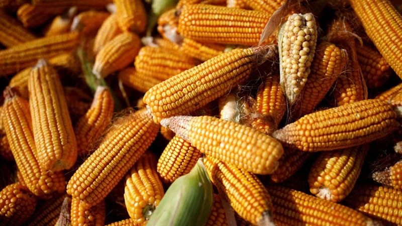 Nguồn cung ổn định giúp giá ngô hạ nhiệt Nguồn cung ổn định giúp giá ngô hạ nhiệt