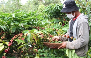 Thị trường cà phê Việt Nam còn nhiều dư địa phát triển