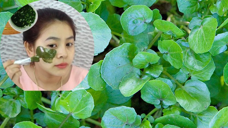 Làm mờ các vết nám, tàn nhang trên da từ cải xoong là một trong những phương pháp tự nhiên Làm mờ các vết nám, tàn nhang trên da từ cải xoong là một trong những phương pháp tự nhiên