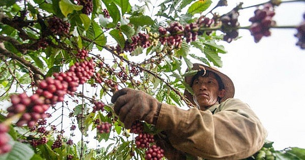 Thị trường cà phê trong nước ổn định và tăng nhẹ. Ảnh minh họa Thị trường cà phê trong nước ổn định và tăng nhẹ. Ảnh minh họa