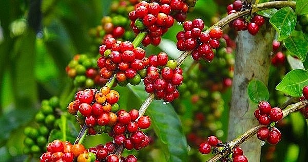 Thị trường cà phê trong nước tăng nhẹ 200 đồng/kg. Ảnh minh họa Thị trường cà phê trong nước tăng nhẹ 200 đồng/kg. Ảnh minh họa