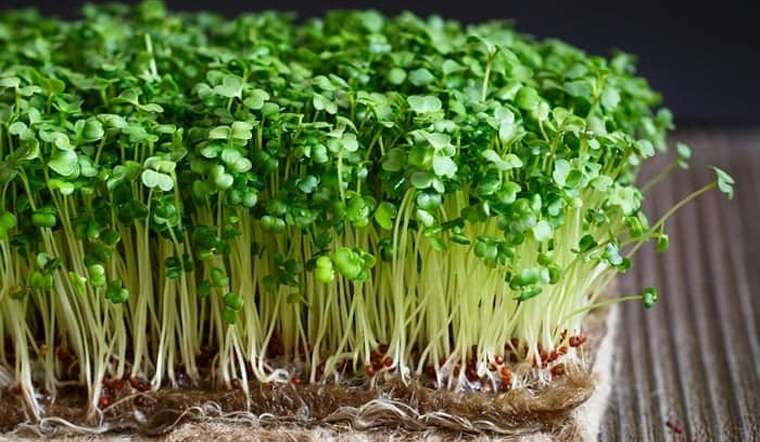 Rau mầm là loại loại rau non và sạch nên hàm lượng dinh dưỡng có trong rau mầm cao gấp 5 lần rau thông thường Rau mầm là loại loại rau non và sạch nên hàm lượng dinh dưỡng có trong rau mầm cao gấp 5 lần rau thông thường